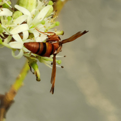 Antodynerus limbatus