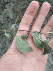Celtis planchoniana
