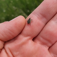 Mogulones geographicus