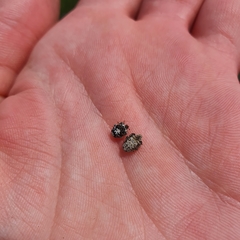 Mogulones geographicus