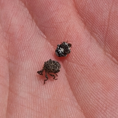 Mogulones geographicus