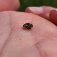 Mogulones geographicus