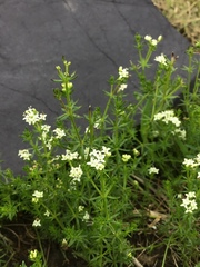 Asperula euryphylla