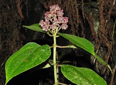 Miconia asperrima
