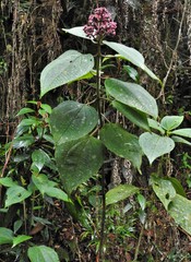 Miconia asperrima