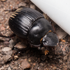 Dichotomius colonicus