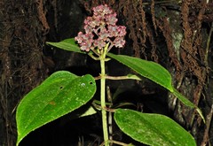 Miconia asperrima