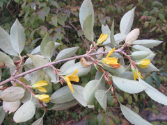 Forsythia koreana
