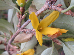 Forsythia koreana