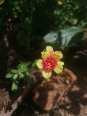 Tagetes lunulata