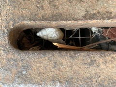 Lissachatina fulica