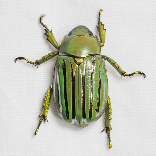 ギンスジウグイスコガネ (Chrysina gloriosa) · iNaturalist