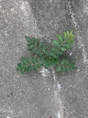 Koelreuteria elegans