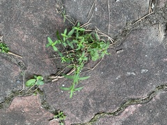 Oldenlandia corymbosa