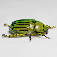 Chrysina gloriosa