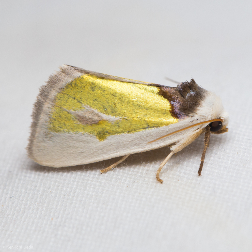 Poetry Moth