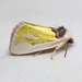 Poetry Moth - Photo (c) Ken-ichi Ueda, some rights reserved (CC BY), uploaded by Ken-ichi Ueda