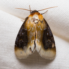 Chrysoecia scira