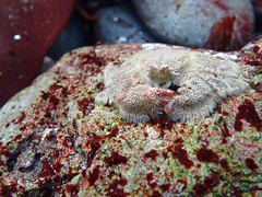 Hapalogaster cavicauda