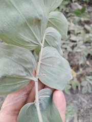 Polygonatum glaberrimum