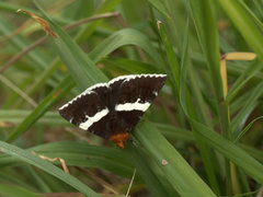 Buzara frontinus