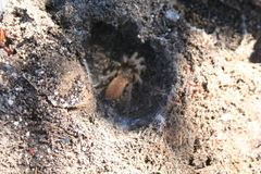 Harpactirinae