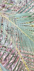 Macrozamia spiralis