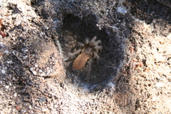 Harpactirinae