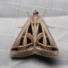 Callistege diagonalis