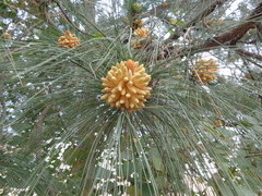 Pinus roxburghii