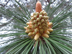 Pinus roxburghii