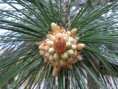 Pinus roxburghii