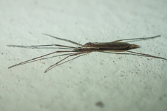 Styringomyia
