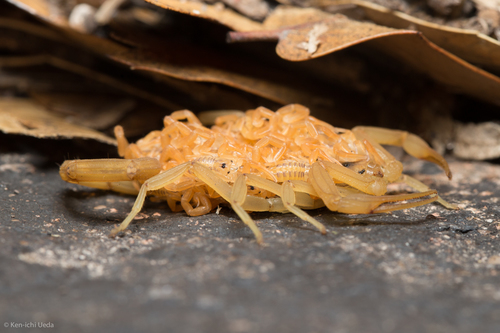 Arizona bark scorpion