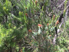 Epacris pauciflora