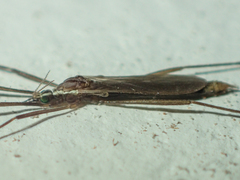 Styringomyia