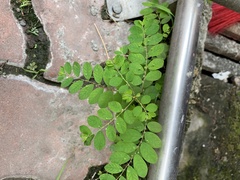 Phyllanthus tenellus