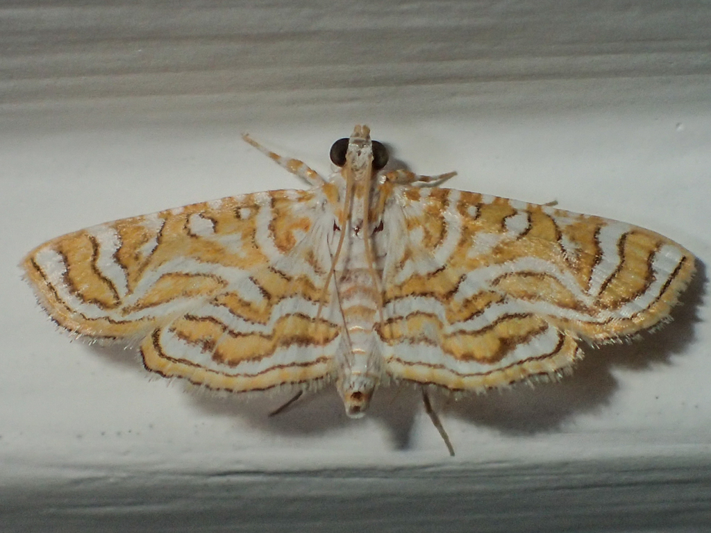 Ambia poritialis