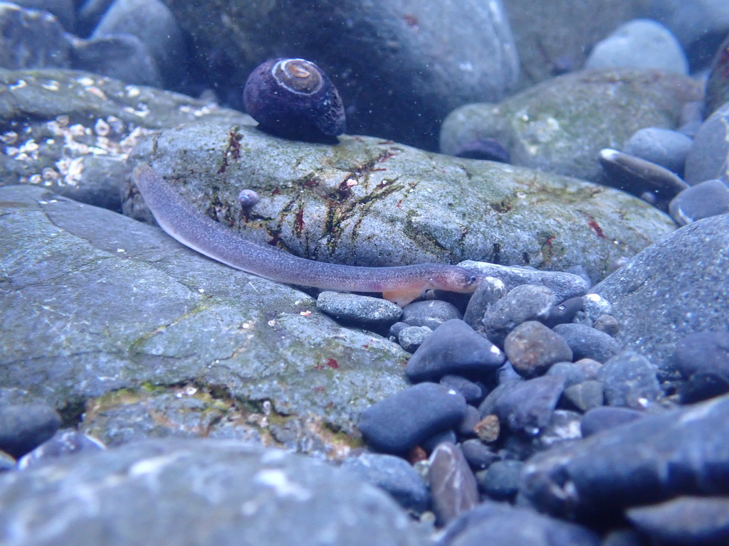Graveldiver (Scytalina cerdale) — Scytalinidae