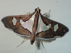 Glyphodes bicolor