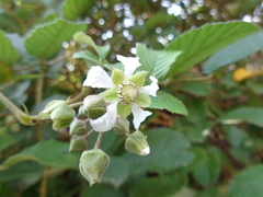 Rubus ellipticus