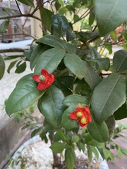 Ochna serrulata