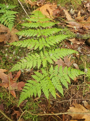 spreading wood fern