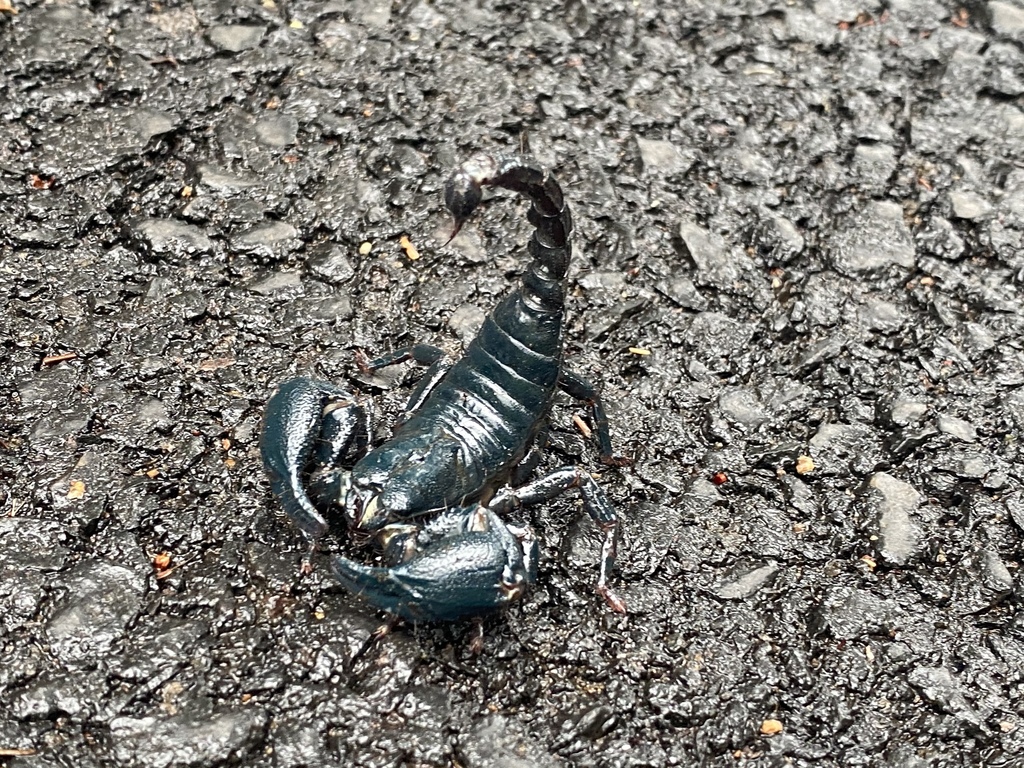 Java Scorpion Asian Blue Forest Scorpion from Java, Probolinggo, East Java, ID on ...
