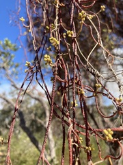 Cassytha pubescens