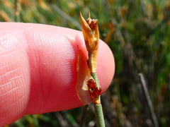 Elegia squamosa