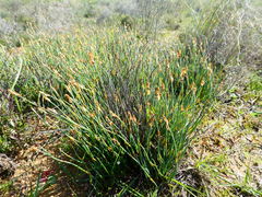Elegia squamosa