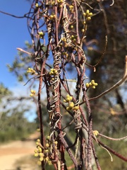 Cassytha pubescens