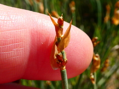 Elegia squamosa