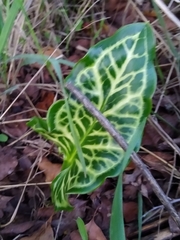 Arum italicum italicum